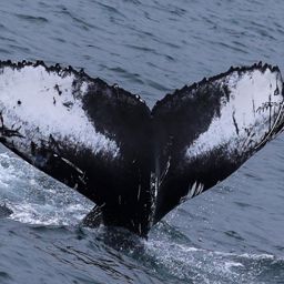 Fluke of HW-MN0104356