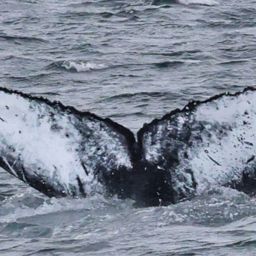 Fluke of HW-MN0104359