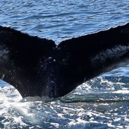 Fluke of HW-MN0104367