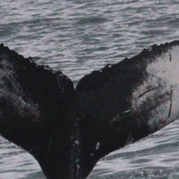 Fluke of HW-MN0104368