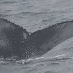 Fluke of HW-MN0104374