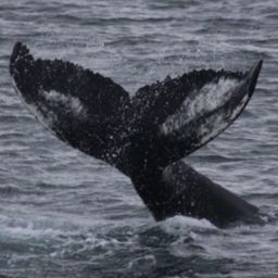 Fluke of HW-MN0104387