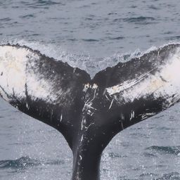 Fluke of HW-MN0104389