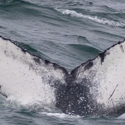 Fluke of HW-MN0104390