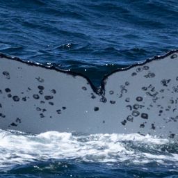 Fluke of CRC-23134