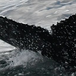Fluke of 2025 Delta