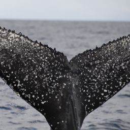 Fluke of 2025 Kilo