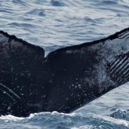 Fluke of HW-MN0503825