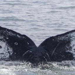 Fluke of CRC-23133