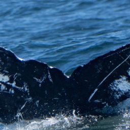 Fluke of HW-MN0503829
