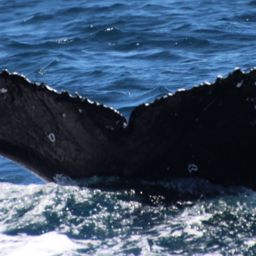 Fluke of CRC-23475