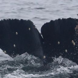 Fluke of HW-MN0503832