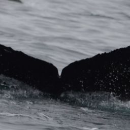 Fluke of HW-MN0503833