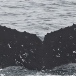 Fluke of HW-MN0503836