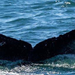 Fluke of HW-MN0503839