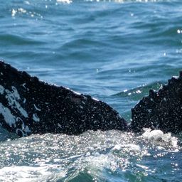 Fluke of HW-MN0503853