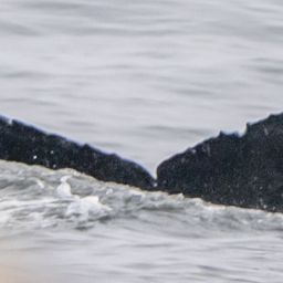 Fluke of HW-MN0503854