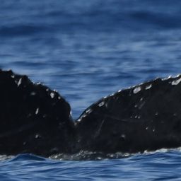 Fluke of HW-MN0445302
