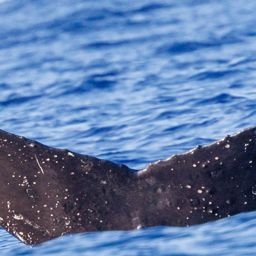 Fluke of HW-MN0445313