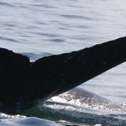 Fluke of HW-MN0524744