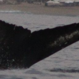 Fluke of CRC-23503