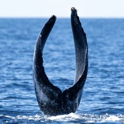 Fluke of Ixchel