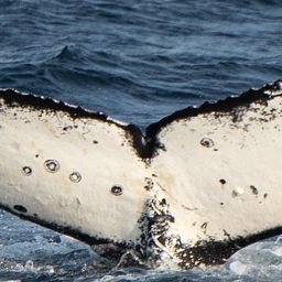 Fluke of HW-MN0510849