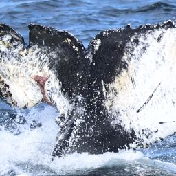 Fluke of CRC-23119