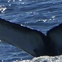 Fluke of BCZ0588