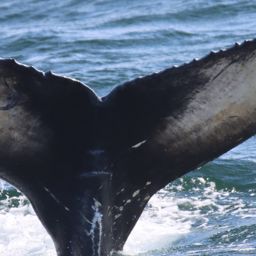 Fluke of HW-MN0510854