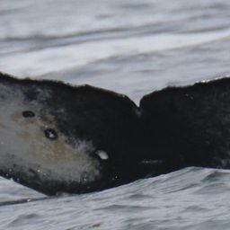 Fluke of CRC-23510