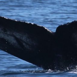 Fluke of HW-MN0510858