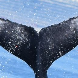 Fluke of HW-MN0510862