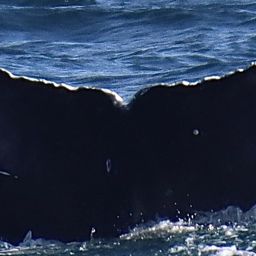 Fluke of HW-MN0510865