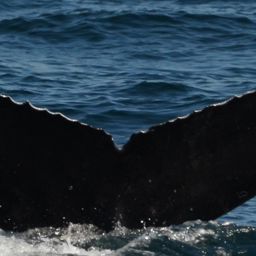 Fluke of HW-MN0510867