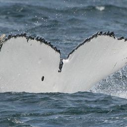 Fluke of ECWWC-EC08062