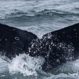 Fluke of HW-MN0510868