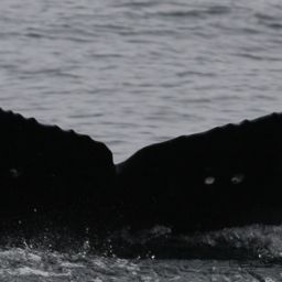 Fluke of CRC-23118