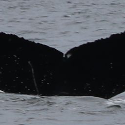 Fluke of CRC-23117