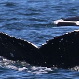 Fluke of CRC-23527