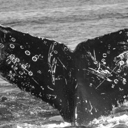 Fluke of CRC-12316