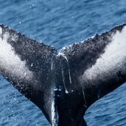 Fluke of HW-MN0104423