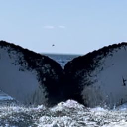 Fluke of HW-MN0104425