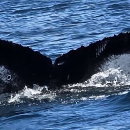 Fluke of HW-MN0104427