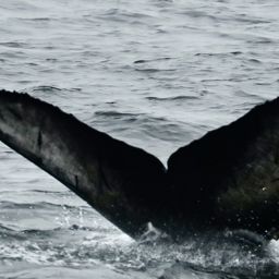 Fluke of HW-MN0503857