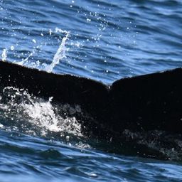 Fluke of HW-MN0503858