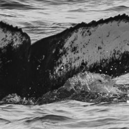 Fluke of HW-MN0503860