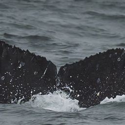 Fluke of HW-MN0503861