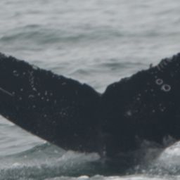 Fluke of SEAK-2787