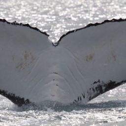 Fluke of ECWWC-EC09007